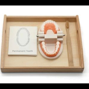 Practical Life Skills Brushing Teeth Model /Cards Montessori Learning/ Dementia